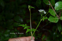 Polyzygus tuberosus